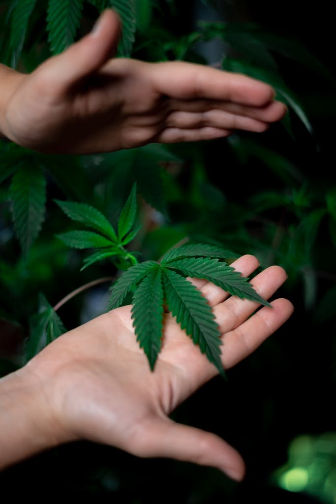 Detailed image of hands holding a lush cannabis plant with focus on the green leaves.