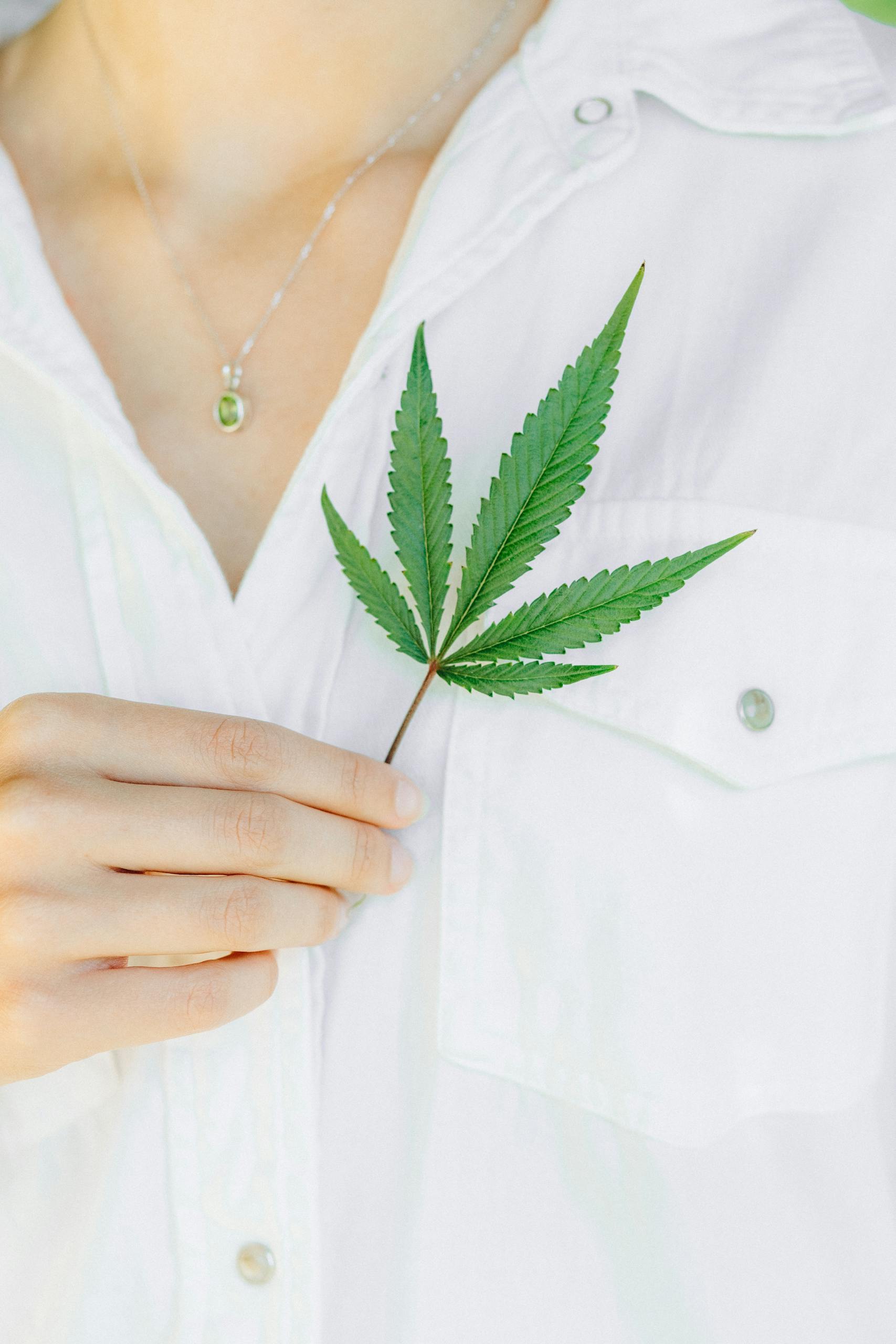 Hand holding a cannabis leaf against a white shirt, symbolizing nature and health.